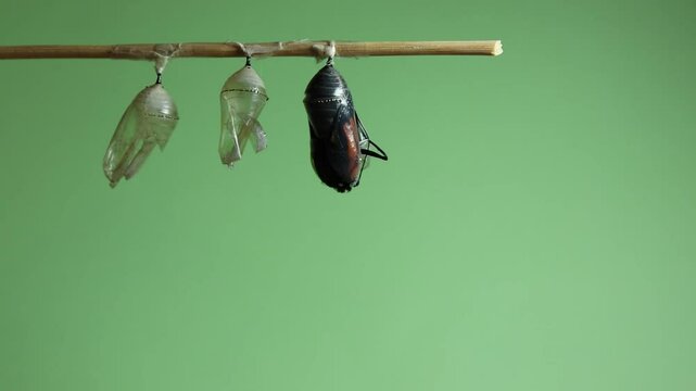 Monarch Butterfly, Danaus plexippus, emerges from chrysalis to wing expansion on light green background