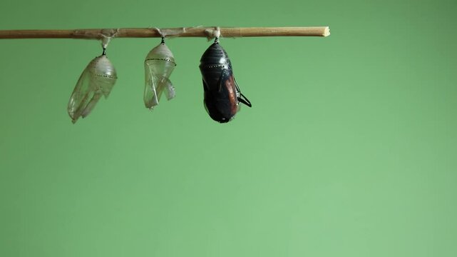 Monarch Butterfly, Danaus plexippus, emerges from chrysalis turns three times on light green background