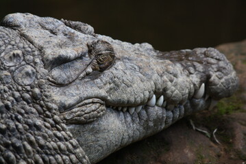 close up crocodile