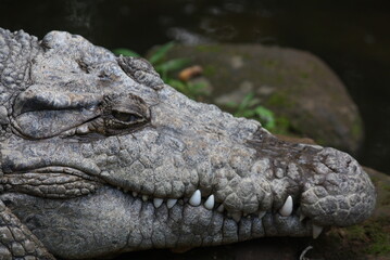 crocodile close up