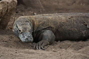 Komodo dragons monitoring prey