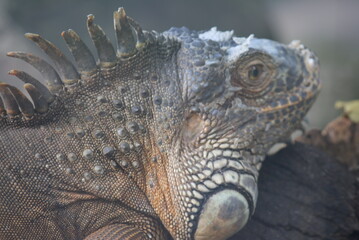 iguana monitoring prey