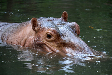 hippo taking a dip in the river