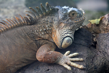an iguana monitoring prey