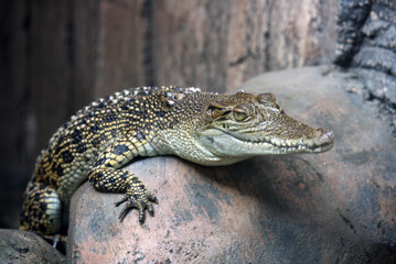monitor lizard perched on a rock