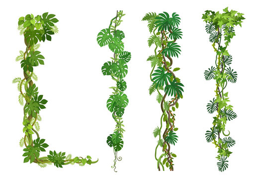 Liana vine, tropical jungle forest branches and ivy or monstera leaves, vector border frames. Tropical rainforest creeper plants or jungle liana and bindweed tree with climbing tendrils for frames
