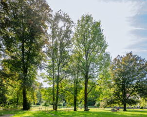 A serene park scene with large trees and sunlight filtering through at Klosterruine Heisterbach, capturing the peaceful atmosphere of the area.