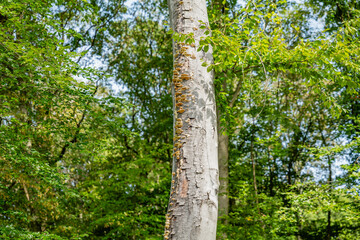 Fototapeta premium Tree trunk with growths of fungi along its bark in the Siebengebirge forest, highlighting the natural biodiversity of the area.