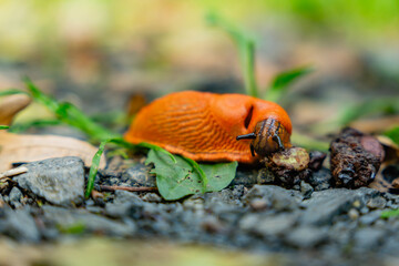 Close-up of a Spanish slug (Arion vulgaris) on the forest floor in the Siebengebirge, highlighting the rich biodiversity of local wildlife.