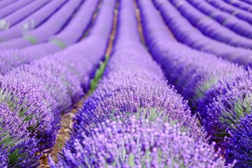 Obraz premium Lavender Fields of Provence Bloom