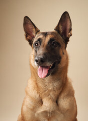 Close-up portrait of a Belgian Malinois against a neutral backdrop. Breed perfect for projects involving service dogs or animal behavior