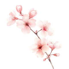Beautiful watercolor illustration of delicate cherry blossoms with soft pink petals and detailed branch, perfect for spring-themed designs.