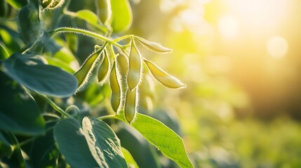 Obraz premium Close-up of soybean pods on a plant in a field with the sun shining in the background.