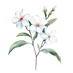 Beautiful watercolor illustration of white flowers with green leaves, perfect for botanical art, nature themes, and floral designs.