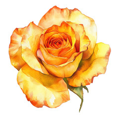 Beautiful watercolor painting of a vibrant yellow and orange rose in full bloom. Perfect for art projects and floral designs.