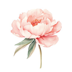 Beautiful watercolor pink peony flower illustration, perfect for greeting cards, prints, or DIY design projects.