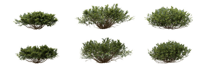 Deciduous fragrant sumac shrub bush 3D render overcast lighting on isolated transparent background png