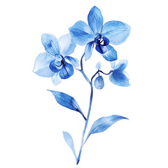 Elegant watercolor illustration of blue orchid flowers on white background. Perfect for creative projects, invitations, and decor.