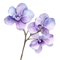 Obraz premium Elegant watercolor painting of purple orchids with delicate petals, perfect for floral and botanical themed designs.
