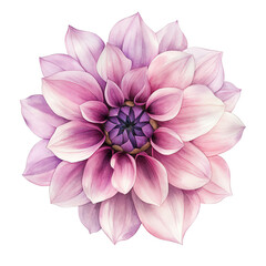 Obraz premium Watercolor illustration of a beautiful pink dahlia flower with intricate details. Ideal for nature-themed artworks and designs.