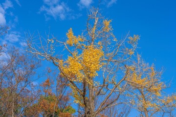 青空バックに見あげるちょうど見頃のイチョウの黄葉情景