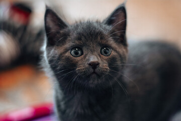 Portrait of Kitten