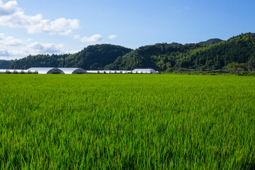 夏の田園風景 鳥取県 郡家町