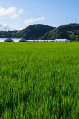 Obraz premium 夏の田園風景 鳥取県 郡家町
