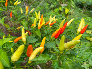 Close-up of Ripe and Unripe Chili Peppers on a Plant