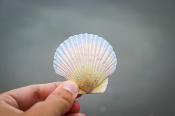 Beautiful mother-of-pearl shell with rhinestones. Shell, sea, beach. Summer background.