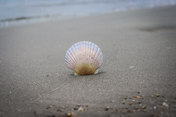Beautiful mother-of-pearl shell with rhinestones. Shell, sea, beach. Summer background.