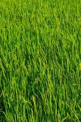 Obraz premium 夏の田園風景 鳥取県 郡家町