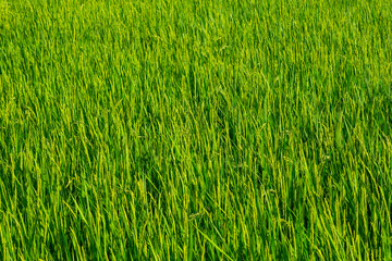 夏の田園風景 鳥取県 郡家町