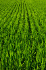 夏の田園風景 鳥取県 郡家町