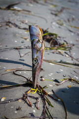 Needlefish. Big head fish. Fishing.