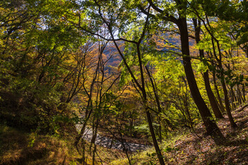 Fototapeta premium 日本の風景・秋 群馬県安中市 紅葉のアプトの道