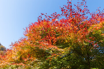 日本の風景・秋　群馬県安中市　紅葉のアプトの道
