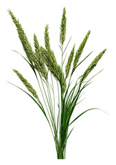 Obraz premium PNG Green grass blades growing in sunny meadow