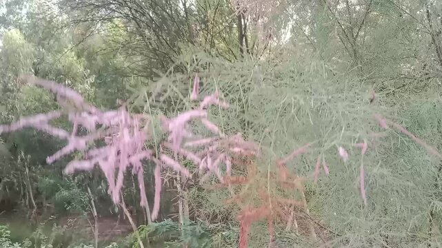 Tamarix aphylla flower with blue sky background.Athel tamarisk flower .Athel flower or Athel pine plant flower