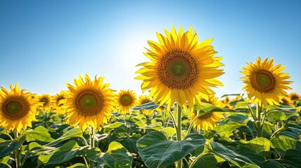 Fototapeta premium Beautiful Sunflowers in a Field with Blue Sky Background