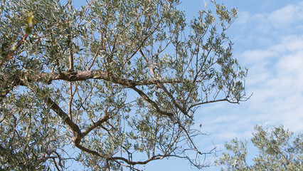 branch with Italian green olives
