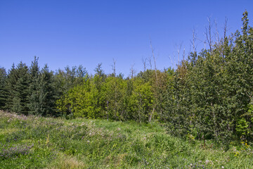 Pylypow Wetlands in the Summer