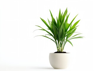 Potted plant sits on a white background. The plant is green and lush. The white background gives the image a clean and simple look