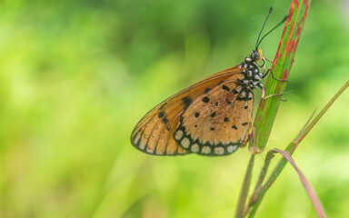 butterfly on a green leaf