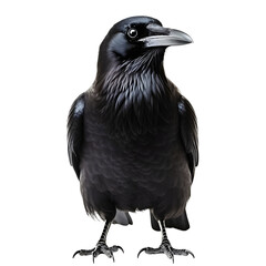 Fototapeta premium Captivating and Mysterious Crow Against a White Backdrop