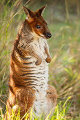 The red-legged pademelon is a species of small macropod found on the northeastern coast of Australia.