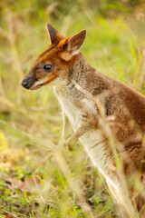 The red-legged pademelon is a species of small macropod found on the northeastern coast of Australia.