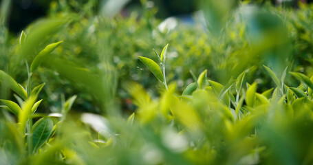 Green tea tree fresh leaves in eco herbal farm. Tree tea plantations in morning sun light. Freshness herbal natural garden farmland. Drinking organic relax heath plant. Green tea tree in farm