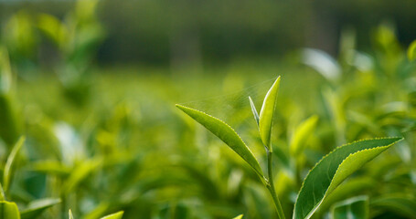 Fototapeta premium Green tea tree leaves field young tender bud herbal Green tea tree in camellia sinensis organic farm. Close up Fresh Tree tea plantations mountain green nature in herbal farm plant background morning