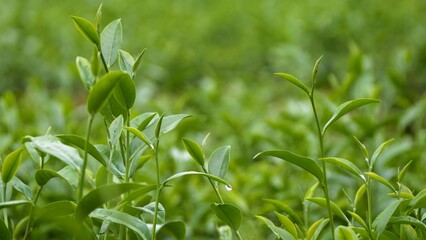 Green tea tree leaves field young tender bud herbal Green tea tree in camellia sinensis organic farm. Close up Fresh Tree tea plantations mountain green nature in herbal farm plant background morning